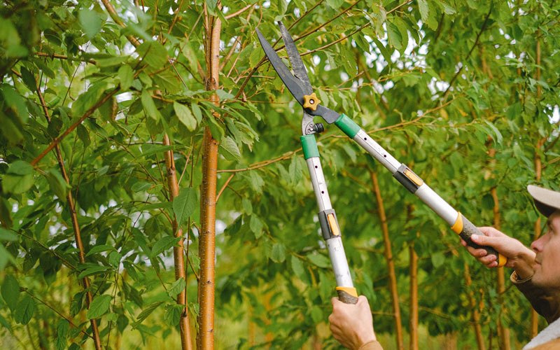 Tree trimming in Martinsdale, MT